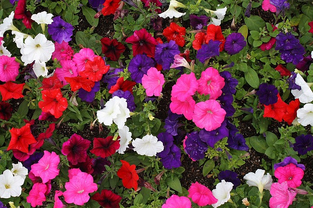 File:Petunia-14052640.jpg