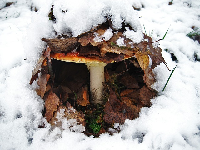 File:Fly-agaric808110640.jpg