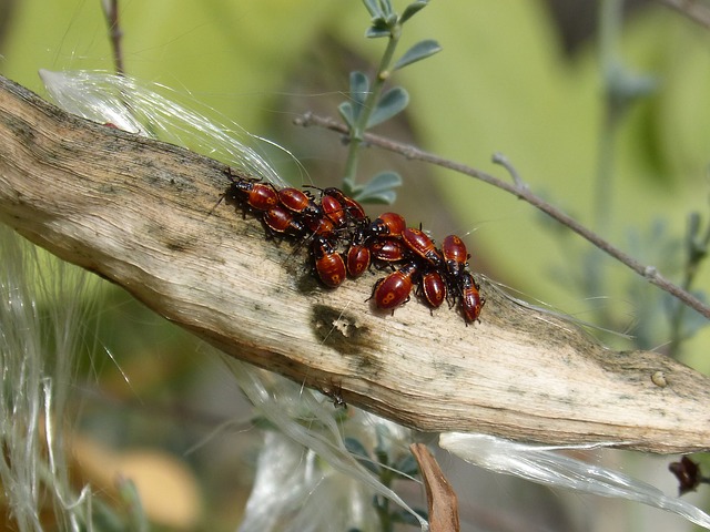 File:Bugs-1757709640.jpg