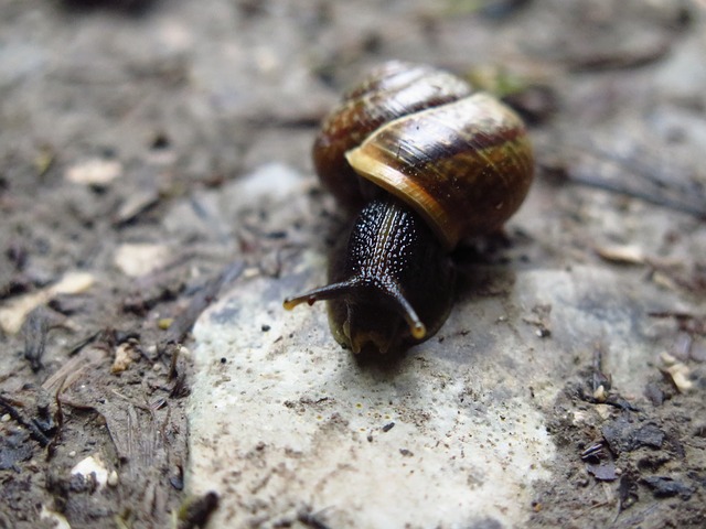 File:Whyslowww.jpg