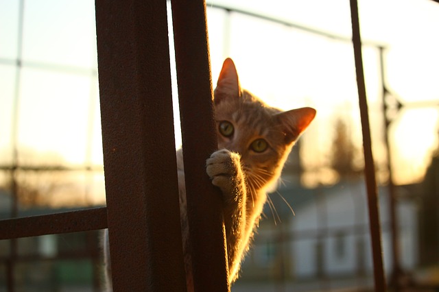 File:Cat-1040815640.jpg